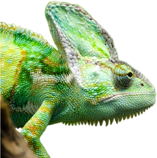 Рептилий животное PNG Pic