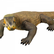 Reptile PNG Cutout