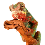 Reptile PNG HD Image