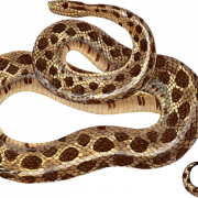 Reptilien -PNG -Bild