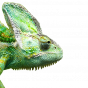 Reptilien -PNG -Bild HD