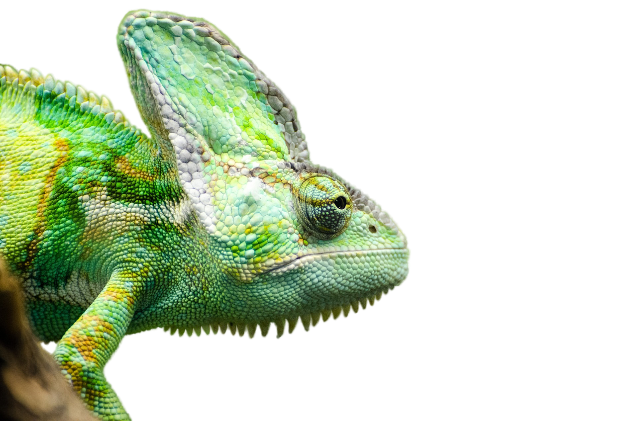 Reptile PNG Image HD