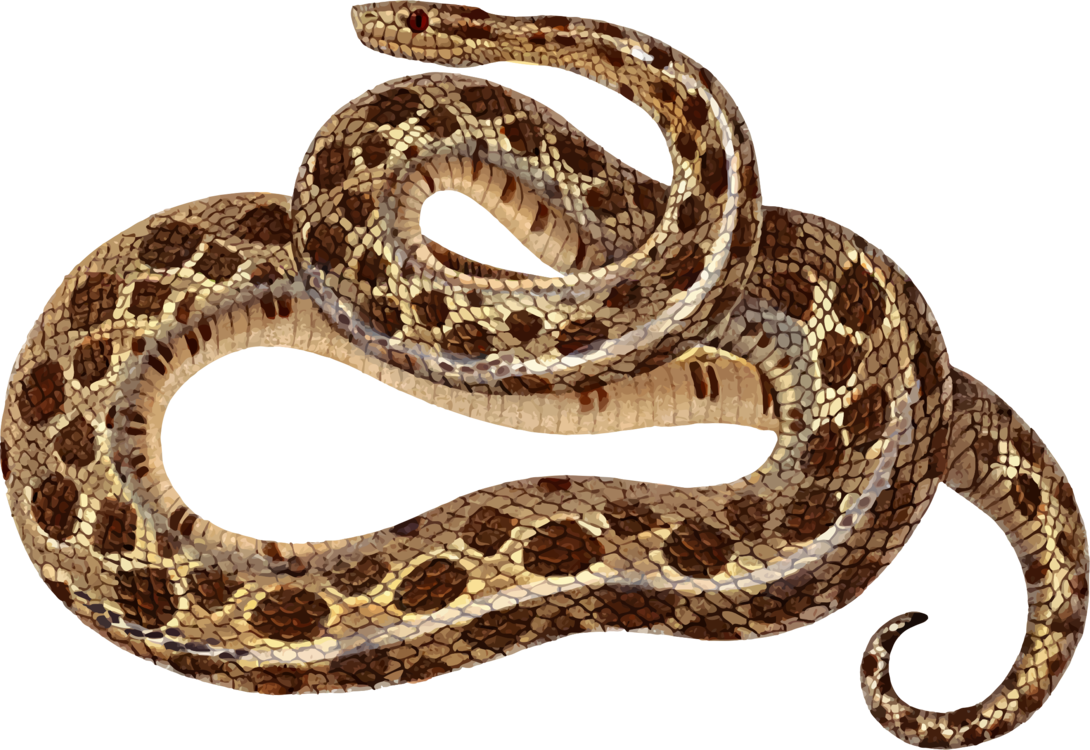 Reptilien -PNG -Bild