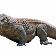 Reptile PNG Images