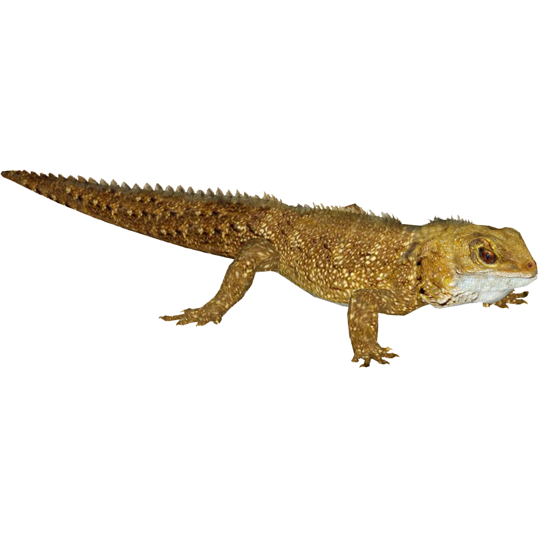Reptile PNG Images HD