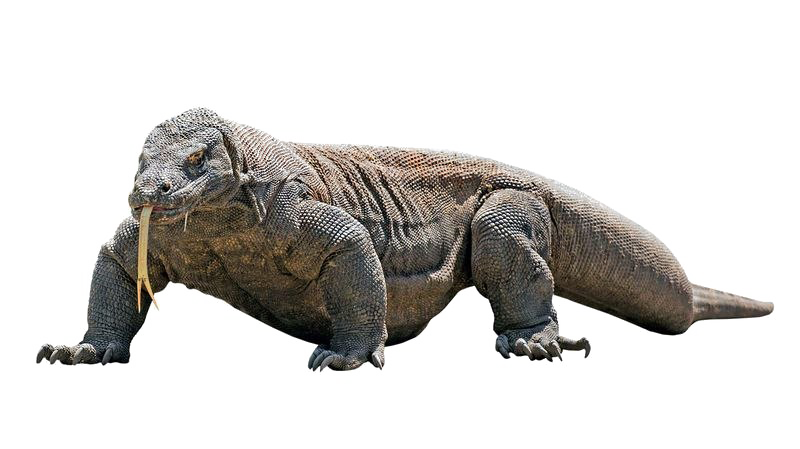 Reptile PNG Images