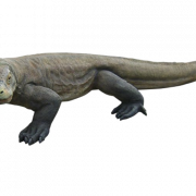 Reptile PNG Photo