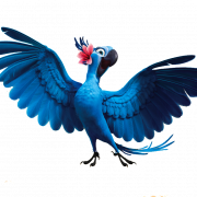 Rio Bird PNG File