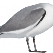 SEA Ocean Birds PNG Clipart