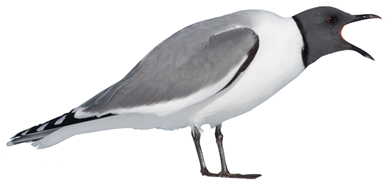Sea Ocean Birds PNG Clipart