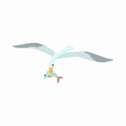 Deniz okyanusu kuşları png dosyası