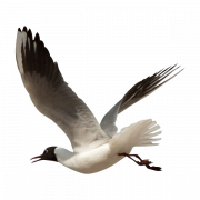 Sea Ocean Birds PNG HD -Bild