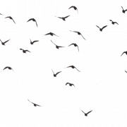 Птицы морских океана PNG Image HD