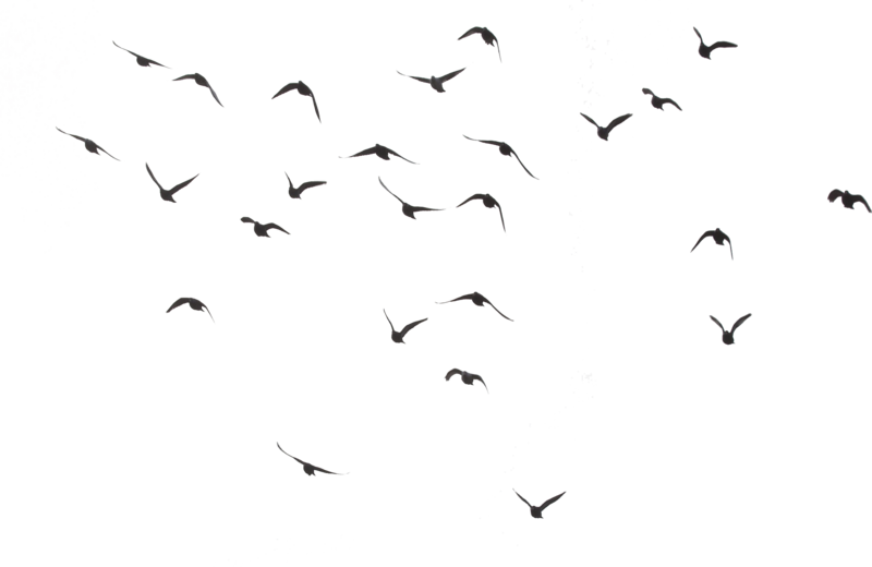 Uccelli oceanici marini png immagine hd