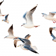 Sea Ocean Birds PNG Images