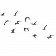 Oiseaux docéan de mer pNg pic