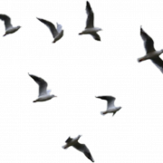 SEA OCEAN BIRDS PNG IMAGE