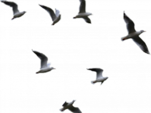Sea Ocean Vögel PNG Bild