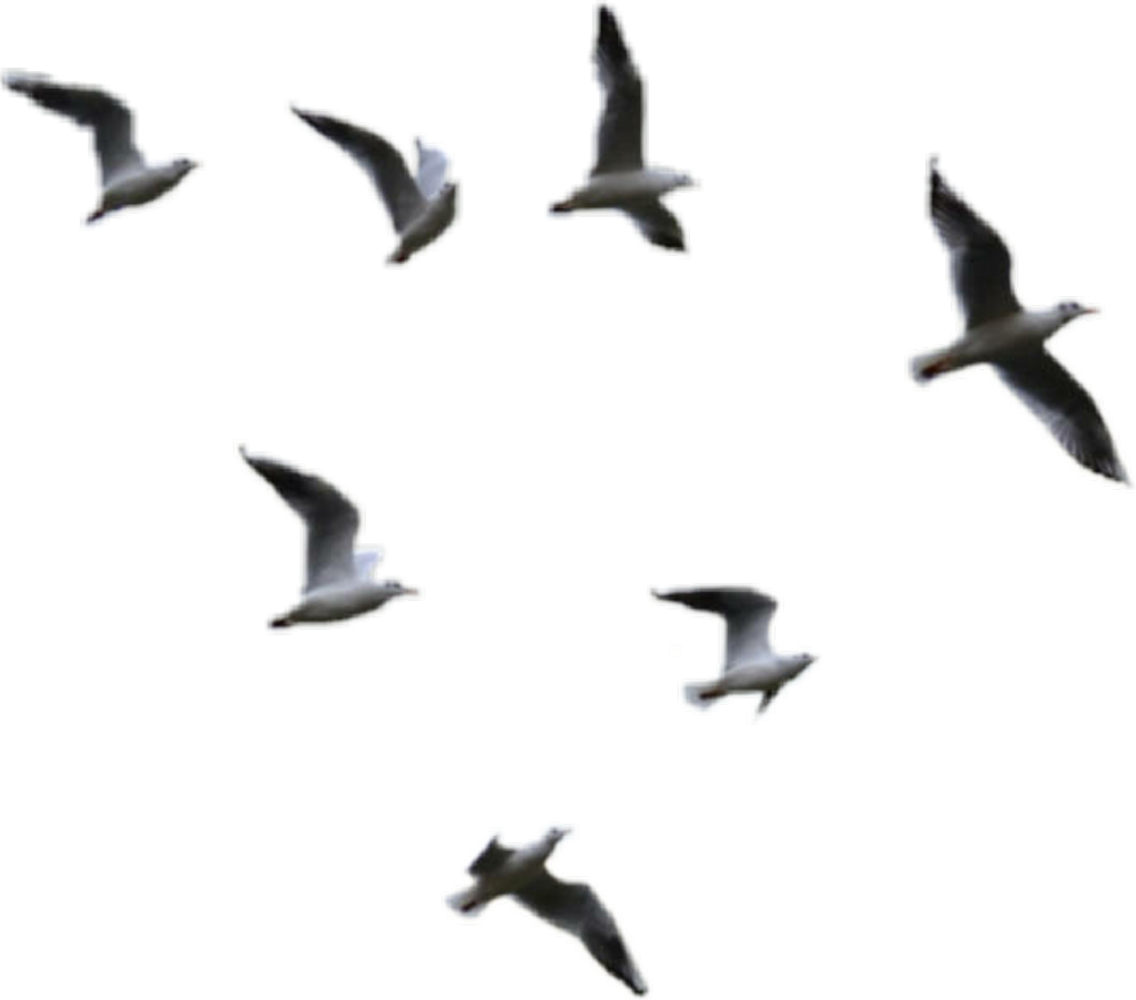 Sea Ocean Birds PNG Picture