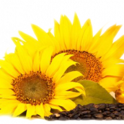 Sunflower Oil PNG Photo
