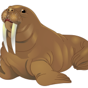 Walrus Animal No Background