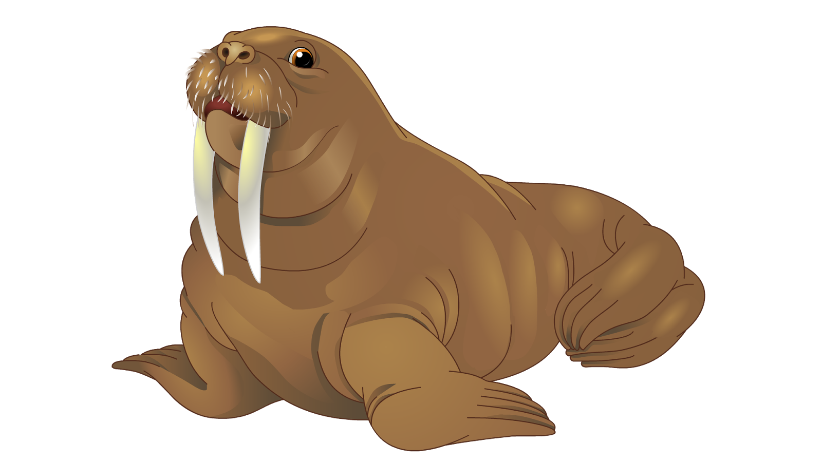 Walrus Animal No Background
