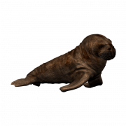 Walrus Animal PNG Cutout