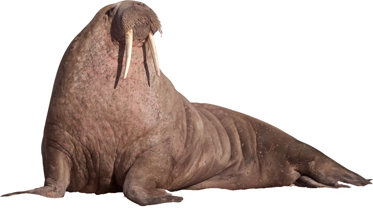 Walrus Animal PNG Image HD