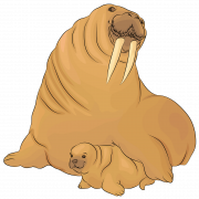 Walrus Animal PNG Images