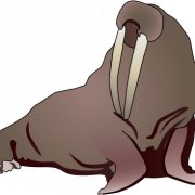Walrus Animal PNG Photo