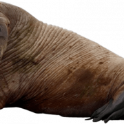 Walrus Mammal