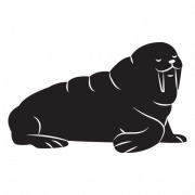 Clipart PNG de mammifère walrus