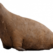 Walrus Mammal PNG HD Image