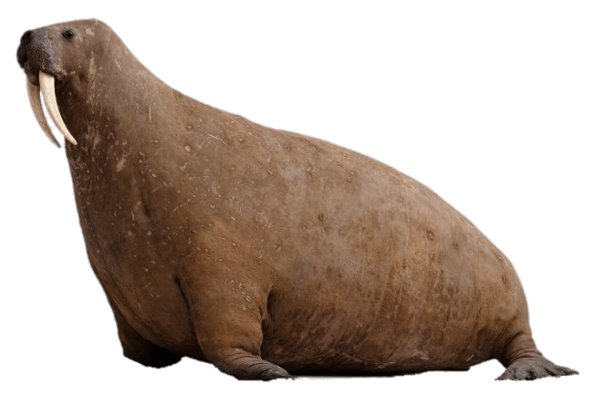 Walrus Mammal PNG HD -afbeelding
