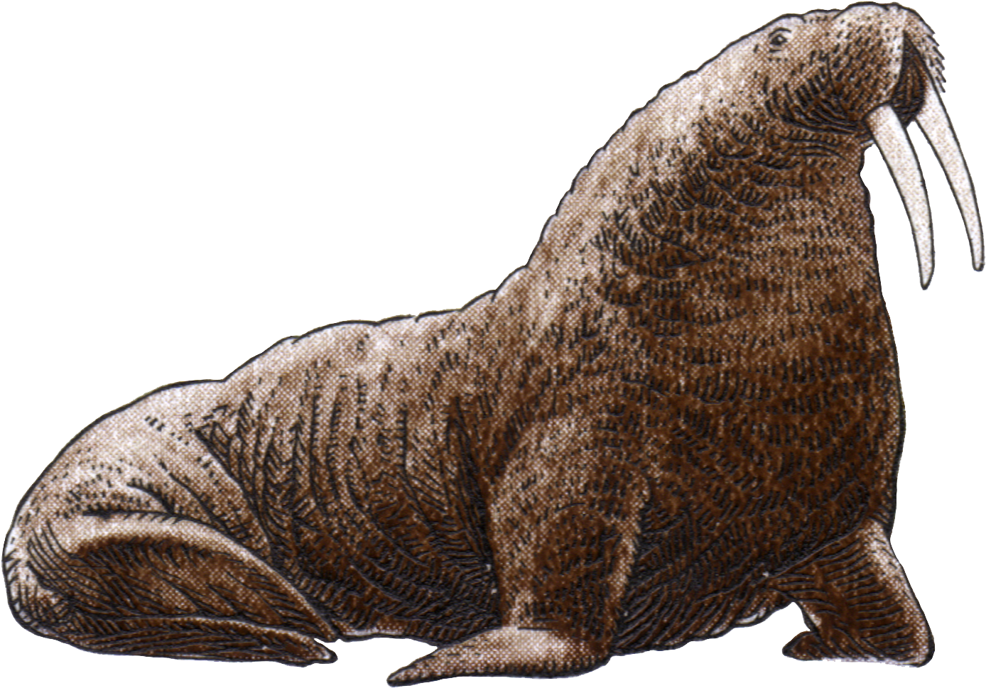 Walrus Mammal PNG Image HD
