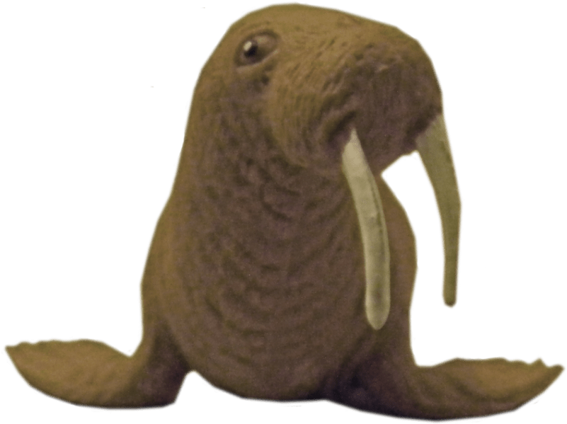 Walrus Mammal PNG Image