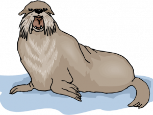 Walrus Mammal Transparent