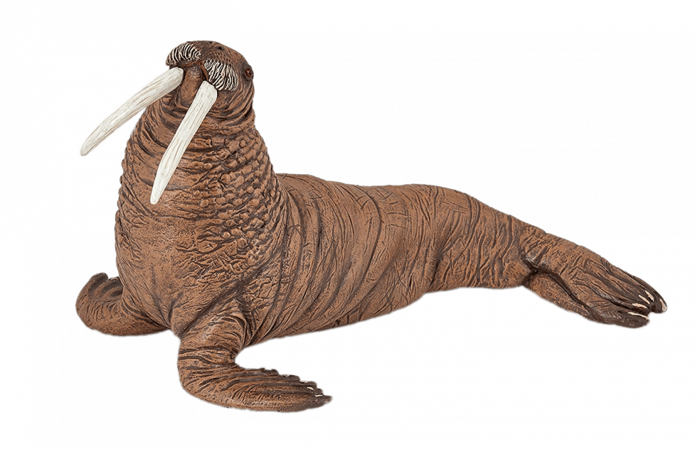 Walrus PNG -bestand