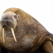 Walrus png ภาพฟรี