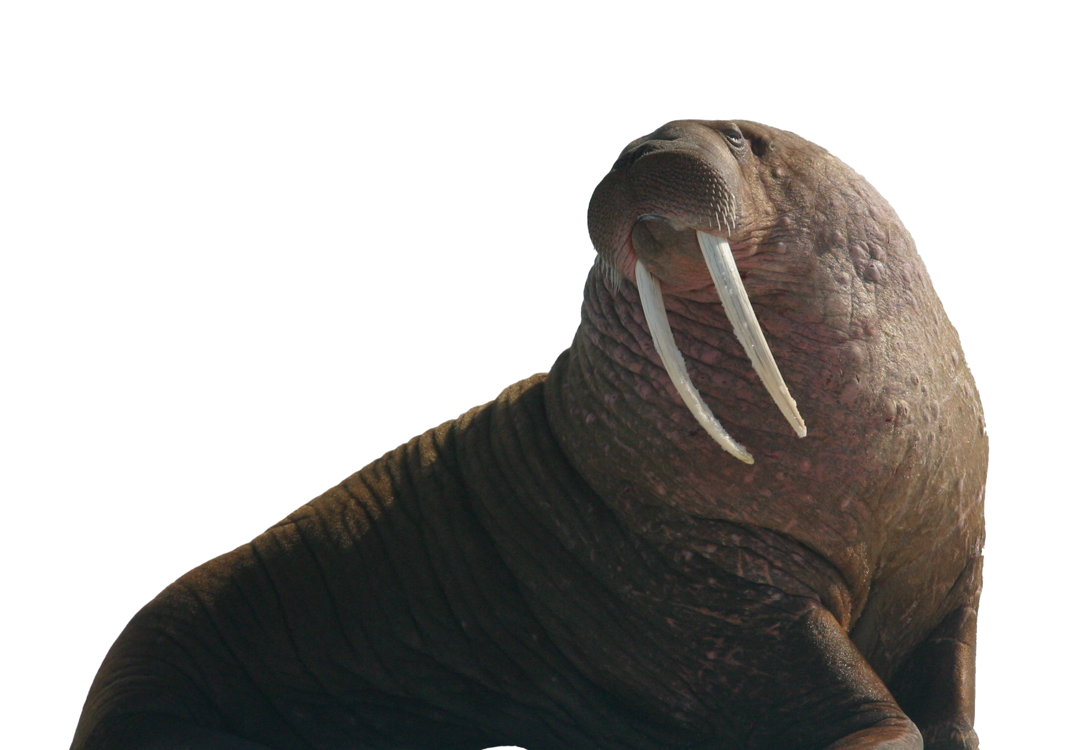 Walrus PNG Image