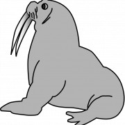 Walrus png Images HD
