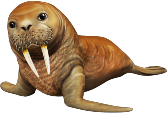 Walrus PNG Images