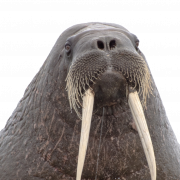 Walrus PNG Photos