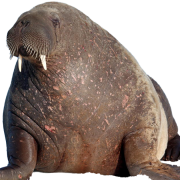 Walrus PNG Pic