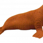 Walrus PNG Picture