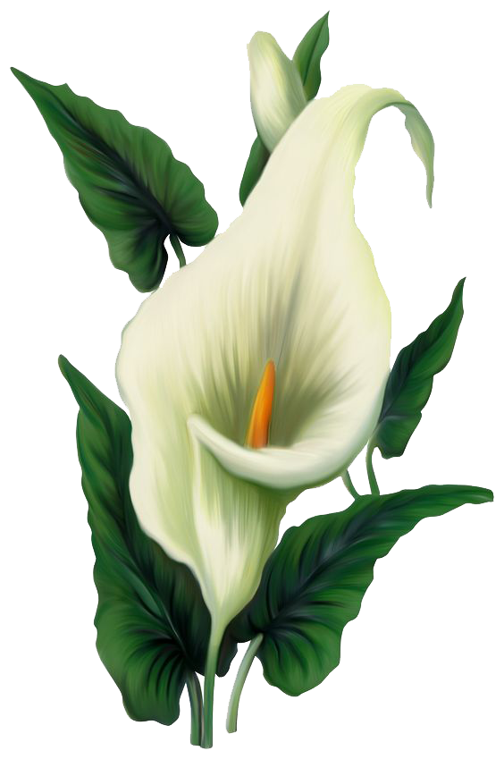 White Lily Flower PNG Clipart