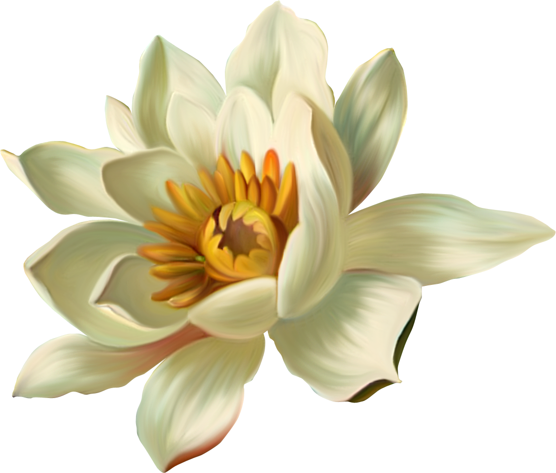 White Lily Flower PNG Cutout