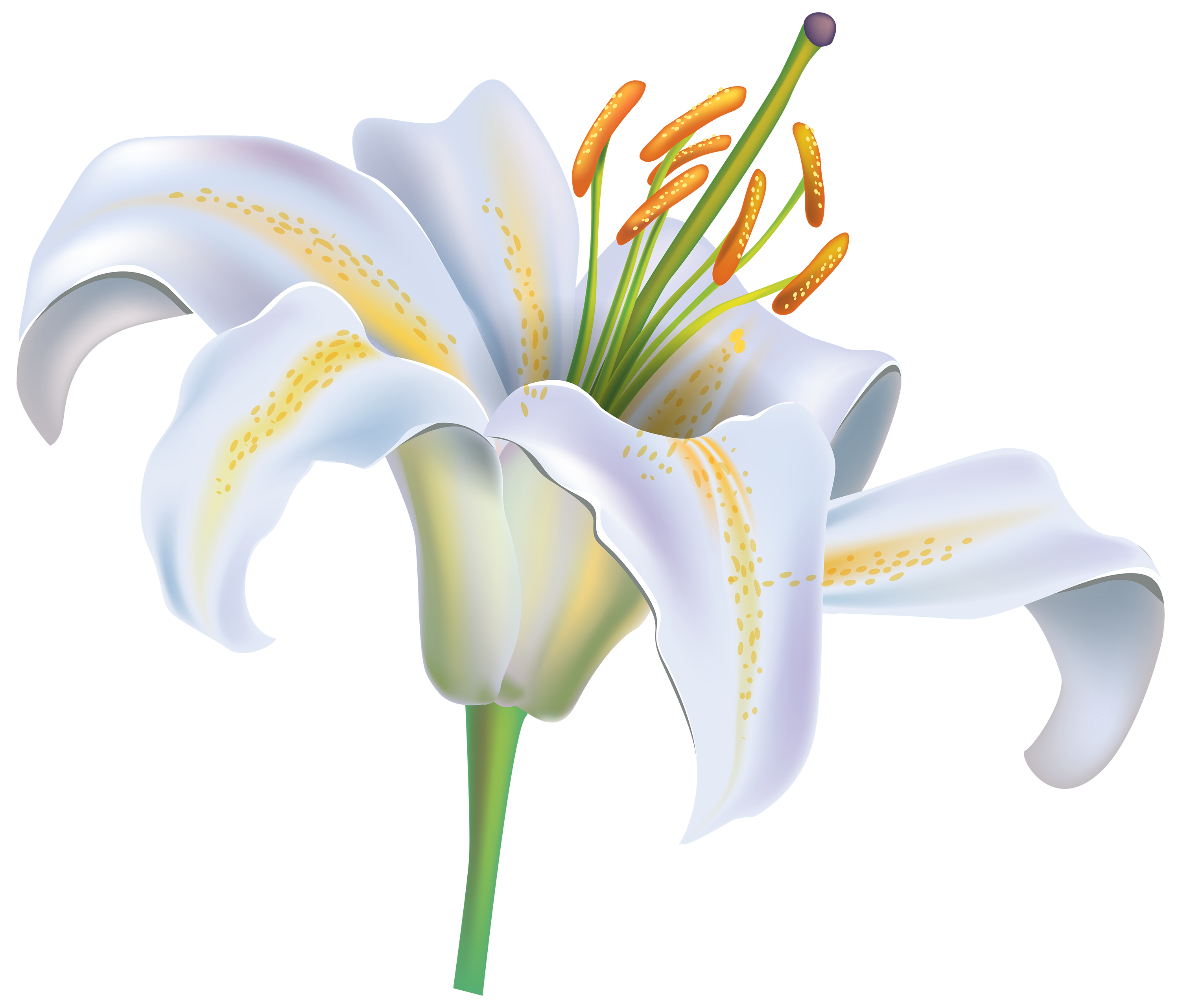 White Lily Flower PNG File