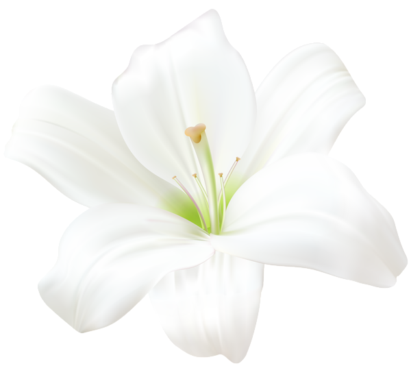 White Lily Flower PNG Image