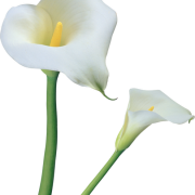 Immagini png di fiore di giglio bianco